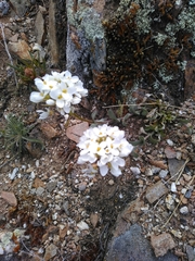 Noccaea cochleariformis