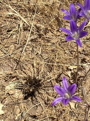 Brodiaea coronaria