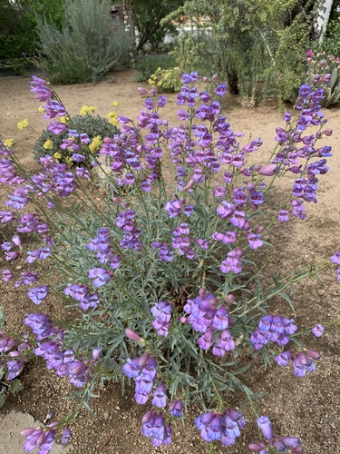 Penstemon incertus
