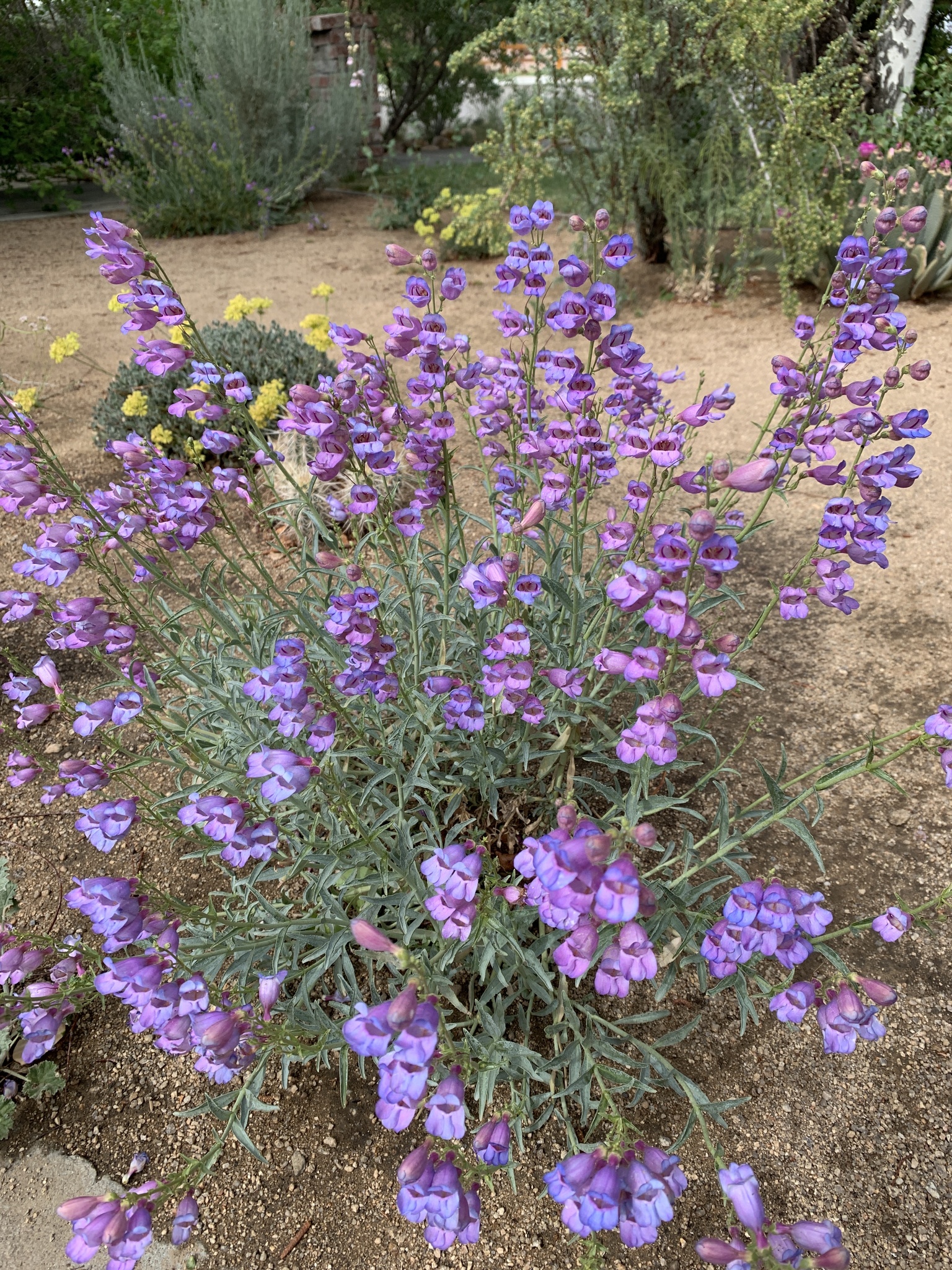 Penstemon incertus