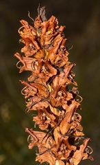 Orobanche gracilis