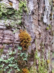 Ulota obtusiuscula