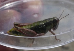 Epipodisma pedemontana