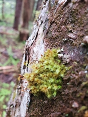 Ulota obtusiuscula