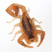 Striped Bark Scorpion - Photo (c) Judy Gallagher, some rights reserved (CC BY)