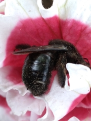 Xylocopa tabaniformis androleuca
