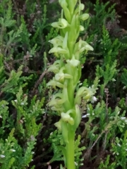 Platanthera pollostantha