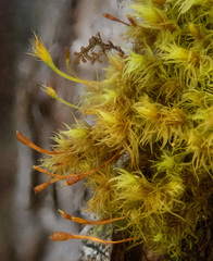 Ulota obtusiuscula