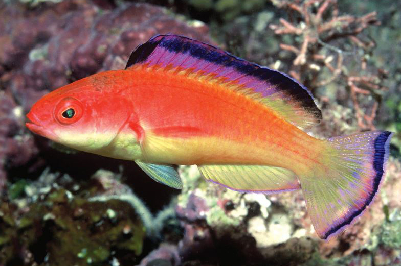 Deepwater Wrasse