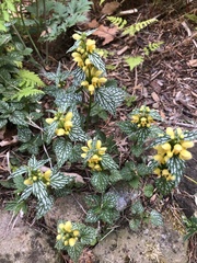 Lamium galeobdolon flavidum