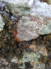 Selaginella sanguinolenta