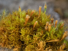 Ulota obtusiuscula