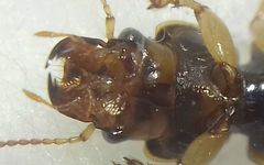 Daptus vittatus