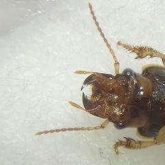 Daptus vittatus
