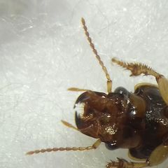 Daptus vittatus