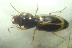 Daptus vittatus
