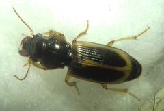 Daptus vittatus