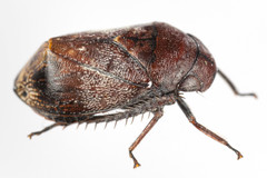 Penthimia americana