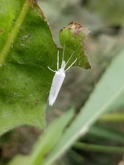Euceratia castella