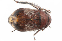 Penthimia americana
