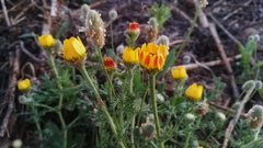 Anacyclus radiatus