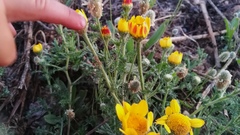 Anacyclus radiatus