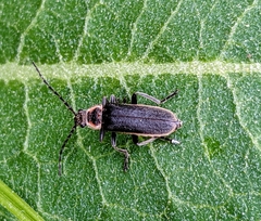 Atalantycha dentigera