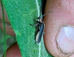 Atalantycha dentigera