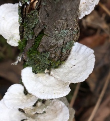 Poronidulus conchifer image