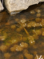 Dytiscus marginalis