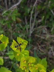 Xanthogramma marginale