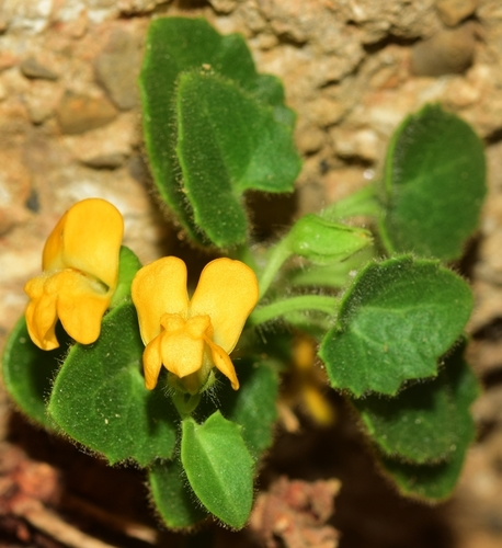 Gador's Snapdragon