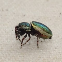 Sassacus papenhoei