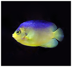Cocos-Keeling Angelfish photo 2