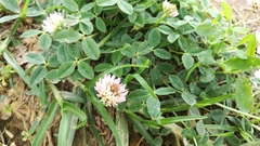Trifolium fragiferum