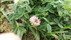 Trifolium fragiferum