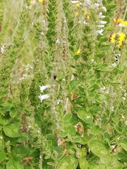 Anarrhinum duriminium