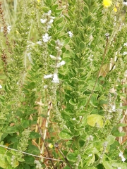 Anarrhinum duriminium