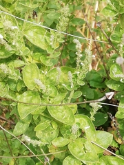 Anarrhinum duriminium