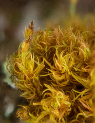 Ulota obtusiuscula