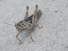 Schistocerca americana