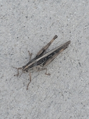 Schistocerca americana