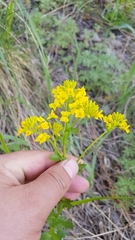 Barbarea vulgaris