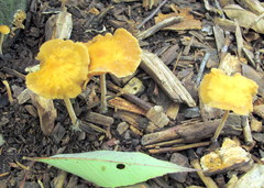 Agrocybe arvalis