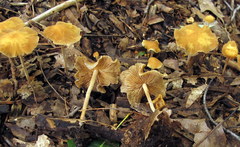 Agrocybe arvalis