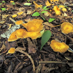 Agrocybe arvalis
