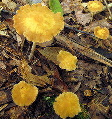 Agrocybe arvalis