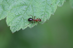 Camponotus novaeboracensis