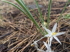 Leucocrinum montanum