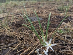 Leucocrinum montanum